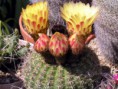 /album/fotogaleria-fotogaleria/notocactus-concinnus-v-joadtii-976-p5220001-jpg/